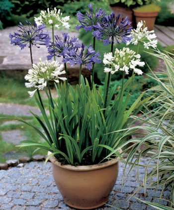 lily of the nile